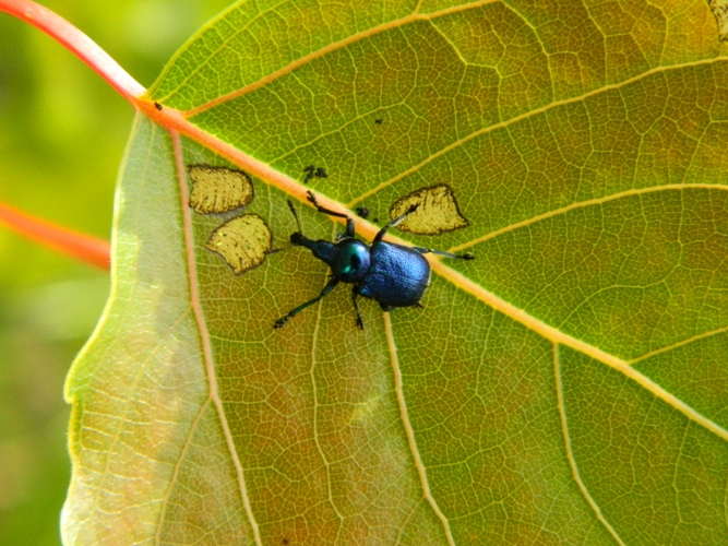 Byctiscus betulae (Rhynchitidae)